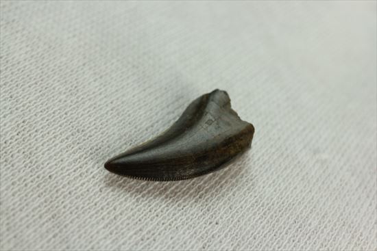グッドルッキングトゥース!白亜紀小型肉食恐竜ドロマエオサウルスの歯(Dromaeaosaur tooth)(その7)