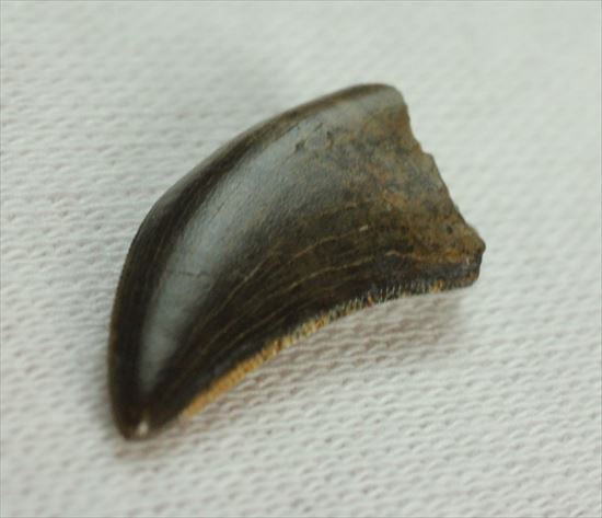 グッドルッキングトゥース!白亜紀小型肉食恐竜ドロマエオサウルスの歯(Dromaeaosaur tooth)(その8)