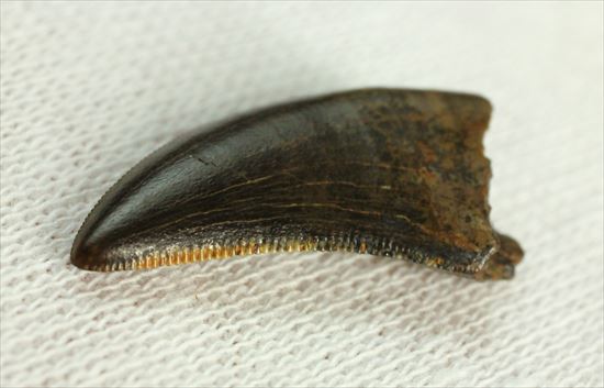 グッドルッキングトゥース!白亜紀小型肉食恐竜ドロマエオサウルスの歯(Dromaeaosaur tooth)(その9)
