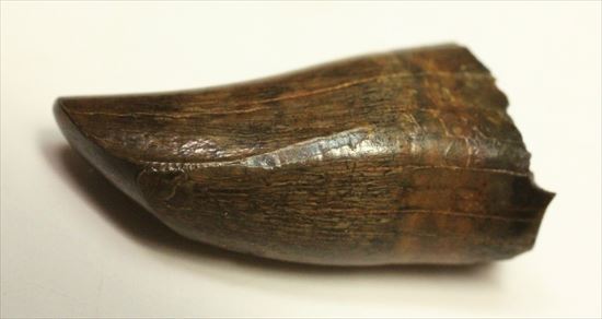 分厚いルート部！白亜紀走るトカゲこと、ドロマエオサウルスの歯(Dromaeaosaur tooth)（その1）