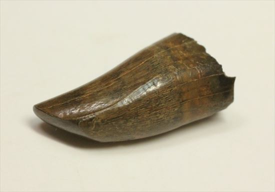 分厚いルート部！白亜紀走るトカゲこと、ドロマエオサウルスの歯(Dromaeaosaur tooth)（その2）