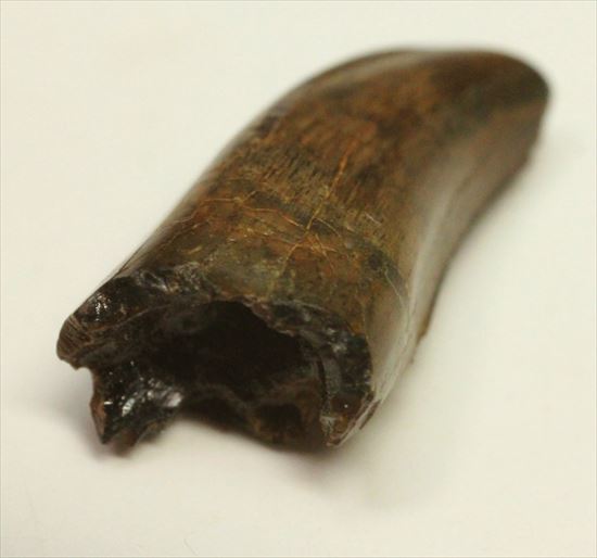 分厚いルート部！白亜紀走るトカゲこと、ドロマエオサウルスの歯(Dromaeaosaur tooth)（その3）