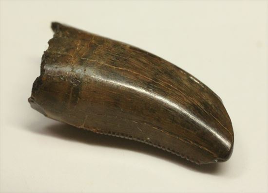 分厚いルート部！白亜紀走るトカゲこと、ドロマエオサウルスの歯(Dromaeaosaur tooth)（その4）