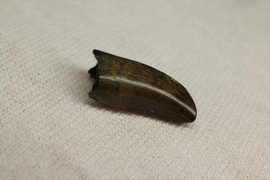 分厚いルート部！白亜紀走るトカゲこと、ドロマエオサウルスの歯(Dromaeaosaur tooth)（その6）