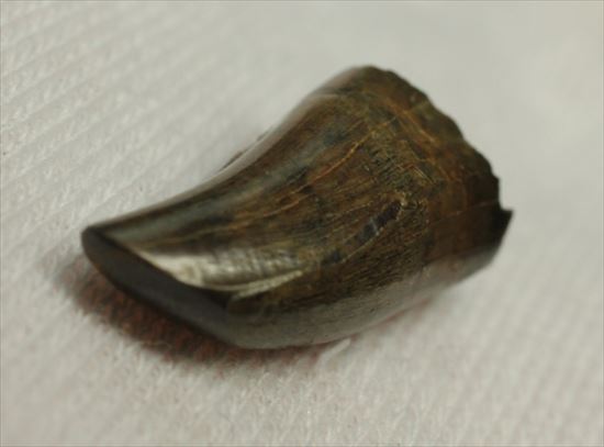 分厚いルート部！白亜紀走るトカゲこと、ドロマエオサウルスの歯(Dromaeaosaur tooth)（その7）