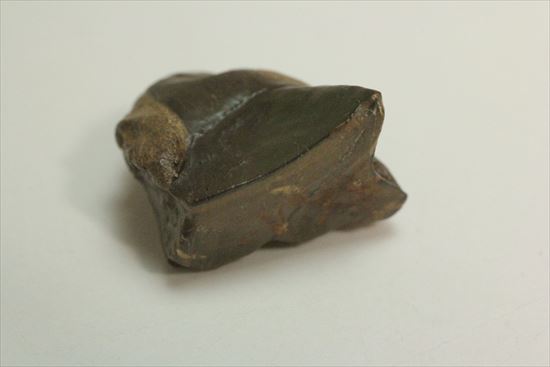 幅広!トリケラトプスの歯(Triceratops tooth)(その10)