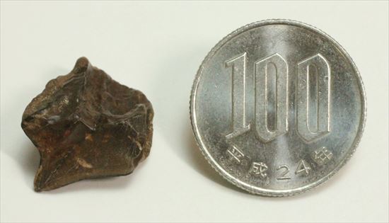 幅広!トリケラトプスの歯(Triceratops tooth)(その11)