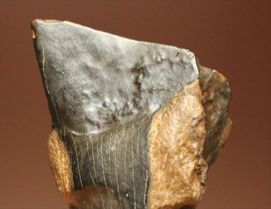 幅広！トリケラトプスの歯(Triceratops tooth)（その2）