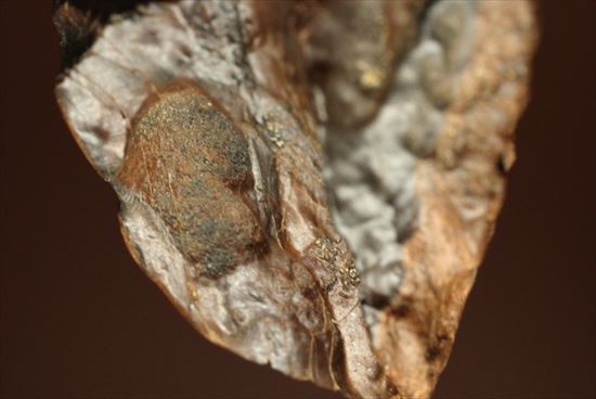 幅広!トリケラトプスの歯(Triceratops tooth)(その3)