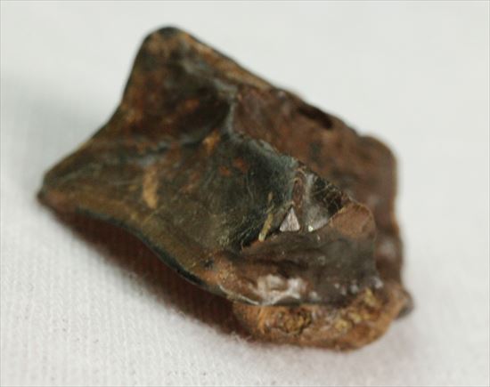 幅広!トリケラトプスの歯(Triceratops tooth)(その4)
