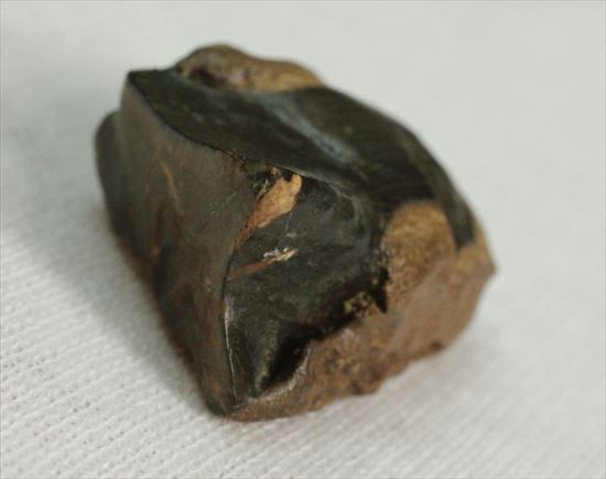 幅広!トリケラトプスの歯(Triceratops tooth)(その5)