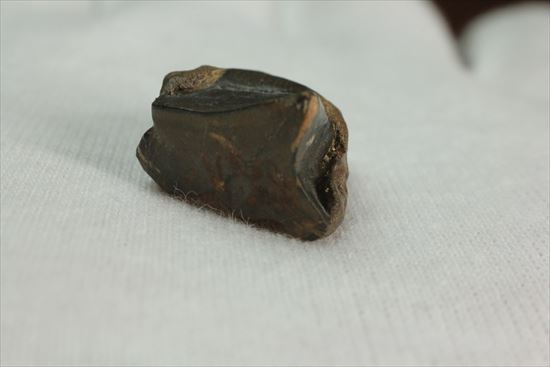 幅広!トリケラトプスの歯(Triceratops tooth)(その6)