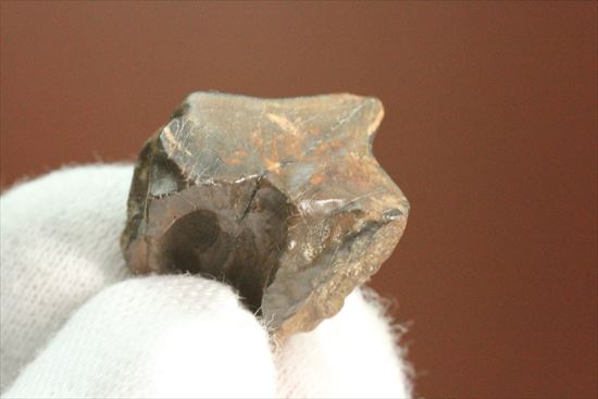 幅広！トリケラトプスの歯(Triceratops tooth)（その7）