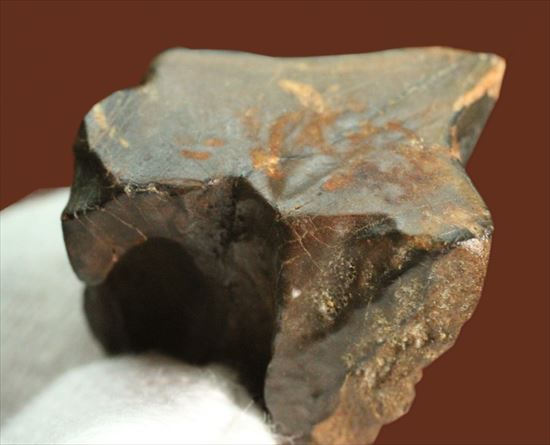 幅広!トリケラトプスの歯(Triceratops tooth)(その8)