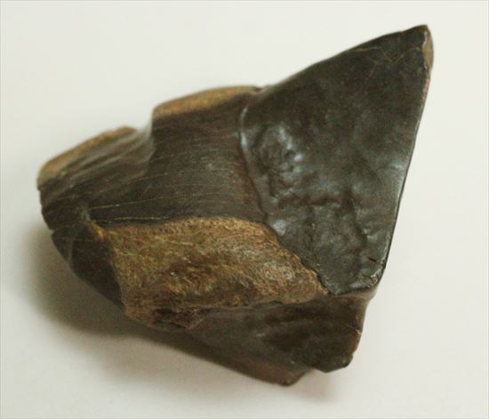 幅広!トリケラトプスの歯(Triceratops tooth)(その9)
