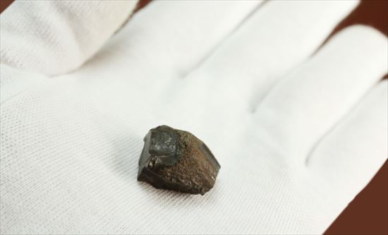 最期の角竜と称されるトリケラトプスの歯化石(Triceratops tooth)（その3）