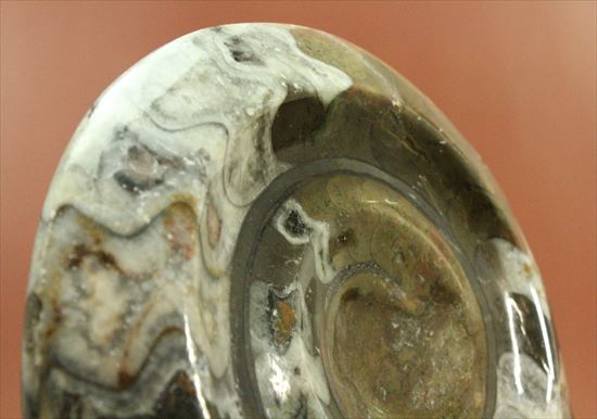 ナイスワン、古生代を代表する頭足類ゴニアタイト(goniatite)のポリッシュ標本（その10）