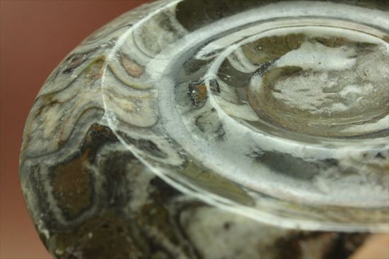 ナイスワン、古生代を代表する頭足類ゴニアタイト(goniatite)のポリッシュ標本（その11）
