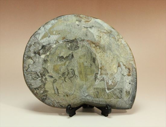 ナイスワン、古生代を代表する頭足類ゴニアタイト(goniatite)のポリッシュ標本（その12）