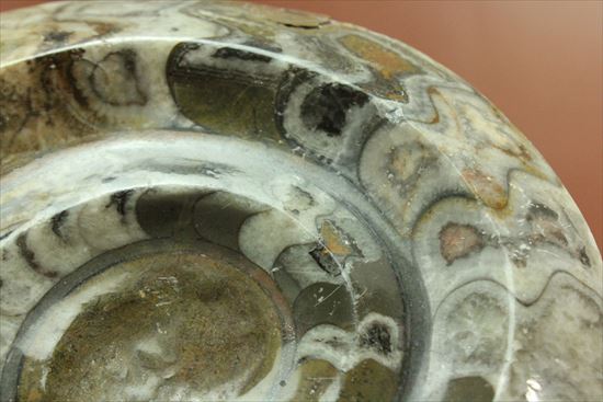 ナイスワン、古生代を代表する頭足類ゴニアタイト(goniatite)のポリッシュ標本（その3）