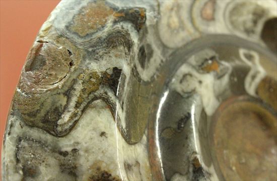ナイスワン、古生代を代表する頭足類ゴニアタイト(goniatite)のポリッシュ標本（その4）