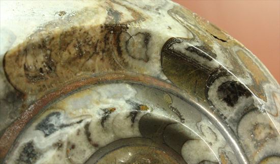 ナイスワン、古生代を代表する頭足類ゴニアタイト(goniatite)のポリッシュ標本（その7）