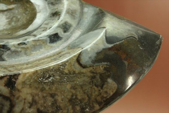 ナイスワン、古生代を代表する頭足類ゴニアタイト(goniatite)のポリッシュ標本（その8）