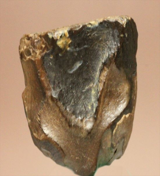 最期の角竜と称されるトリケラトプスの歯化石(Triceratops tooth)(その1)