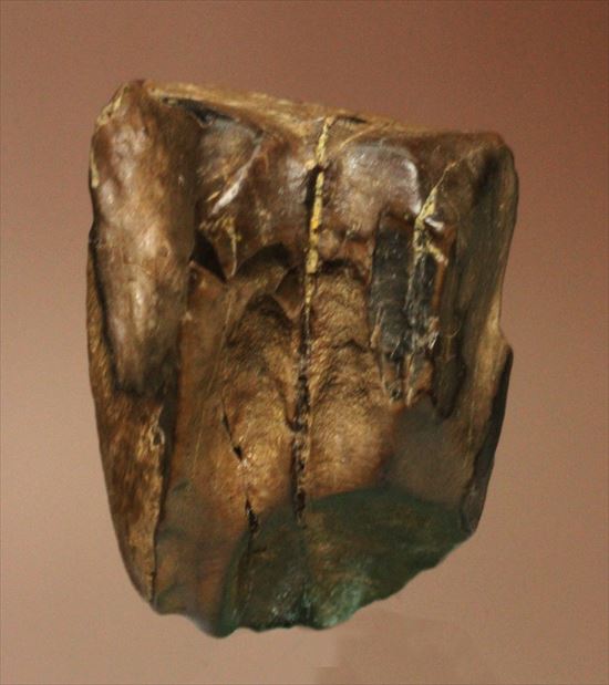 最期の角竜と称されるトリケラトプスの歯化石(Triceratops tooth)（その2）