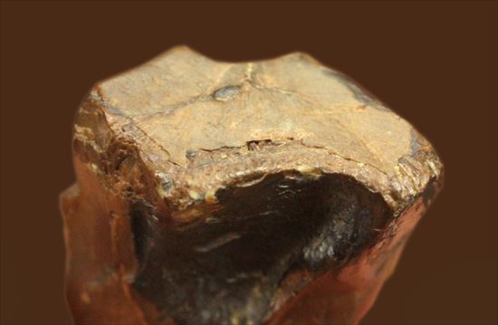 最期の角竜と称されるトリケラトプスの歯化石(Triceratops tooth)(その3)