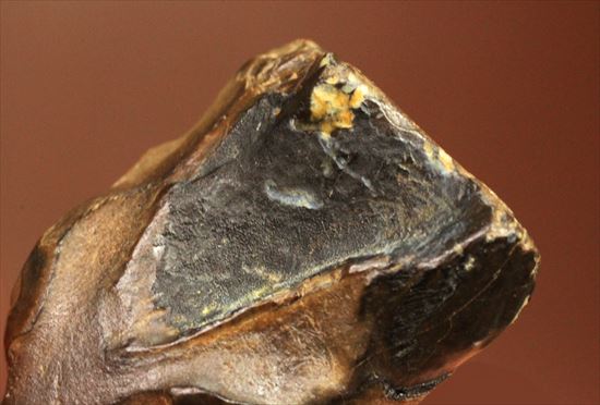 最期の角竜と称されるトリケラトプスの歯化石(Triceratops tooth)（その4）