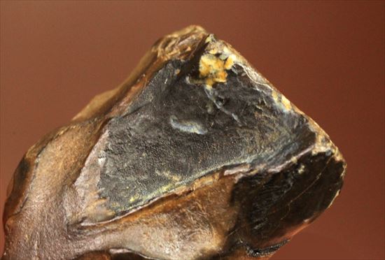 最期の角竜と称されるトリケラトプスの歯化石(Triceratops tooth)(その4)