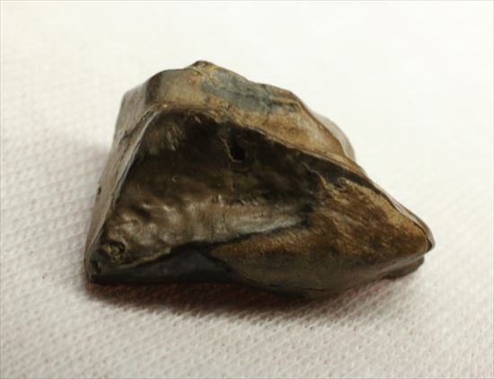最期の角竜と称されるトリケラトプスの歯化石(Triceratops tooth)(その6)
