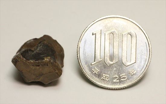 最期の角竜と称されるトリケラトプスの歯化石(Triceratops tooth)(その8)