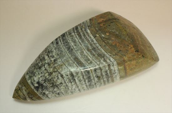 1キロオーバー!重量感あふれるオルソセラスの仲間(その1)