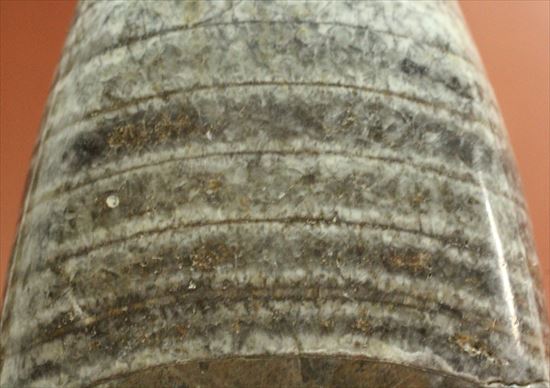 1キロオーバー!重量感あふれるオルソセラスの仲間(その10)