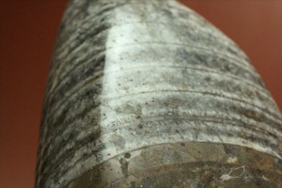 1キロオーバー!重量感あふれるオルソセラスの仲間(その11)