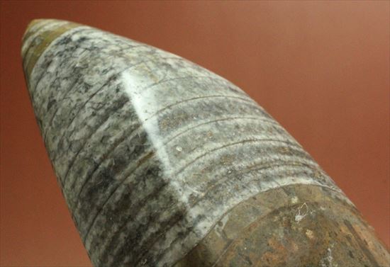 1キロオーバー!重量感あふれるオルソセラスの仲間(その12)