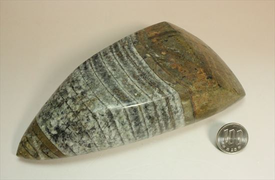 1キロオーバー!重量感あふれるオルソセラスの仲間(その13)
