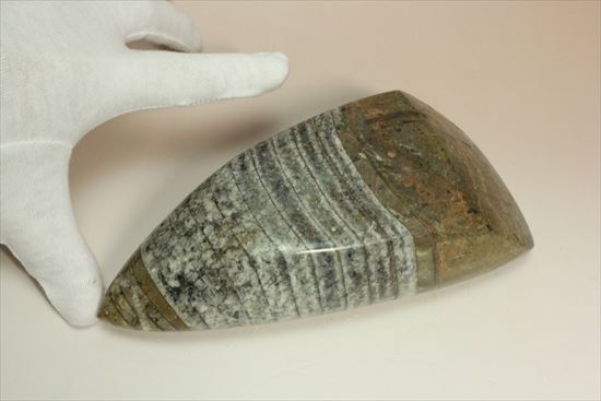 1キロオーバー!重量感あふれるオルソセラスの仲間(その2)