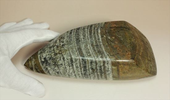 1キロオーバー!重量感あふれるオルソセラスの仲間(その3)