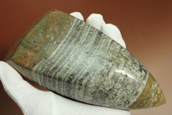 1キロオーバー!重量感あふれるオルソセラスの仲間(その5)