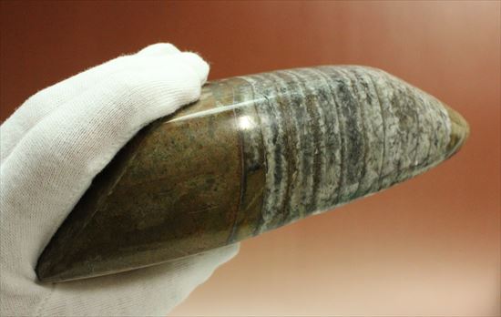 1キロオーバー!重量感あふれるオルソセラスの仲間(その7)
