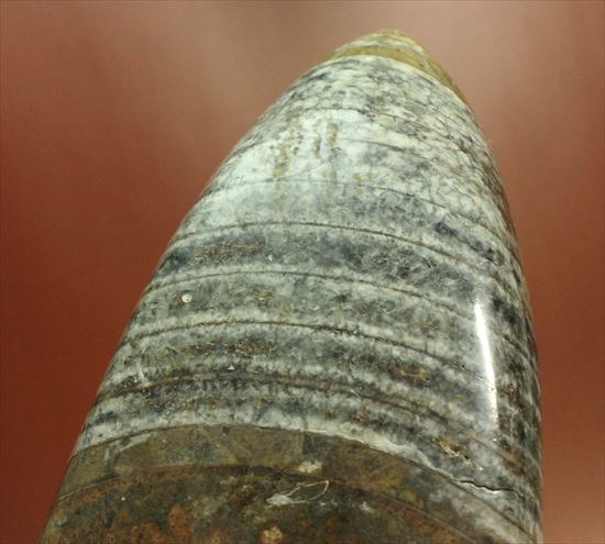 1キロオーバー!重量感あふれるオルソセラスの仲間(その8)