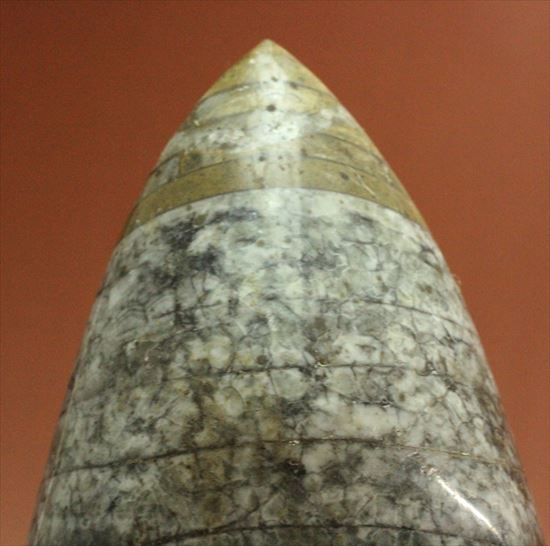 1キロオーバー!重量感あふれるオルソセラスの仲間(その9)
