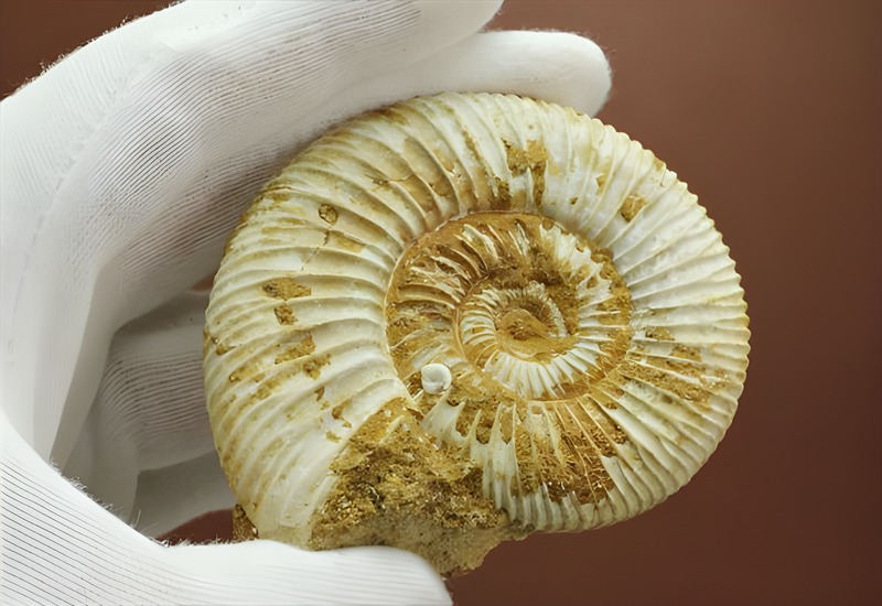 グレートな肋模様！見応えあるペリスフィンクテス(Perisphinctes sp