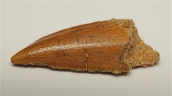 アフリカ大陸で繁栄した肉食恐竜!バハリアサウルスの歯化石(Bahariasaurus)(その1)