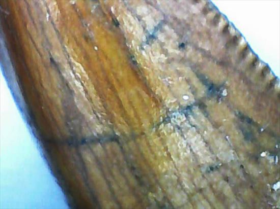 アフリカ大陸で繁栄した肉食恐竜!バハリアサウルスの歯化石(Bahariasaurus)(その10)
