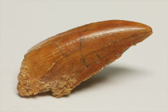 アフリカ大陸で繁栄した肉食恐竜!バハリアサウルスの歯化石(Bahariasaurus)(その2)