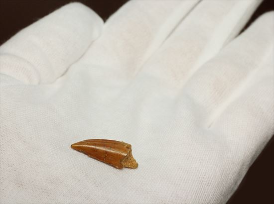 アフリカ大陸で繁栄した肉食恐竜!バハリアサウルスの歯化石(Bahariasaurus)(その3)